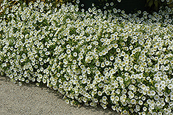 Baby Duck Yellow Petunia (Petunia 'Baby Duck Yellow') at Lakeshore Garden Centres