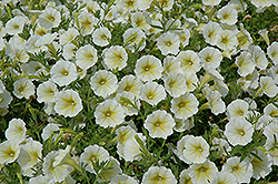 Baby Duck Yellow Petunia (Petunia 'Baby Duck Yellow') at Lakeshore Garden Centres