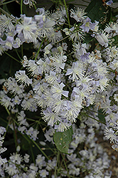 Mrs. Robert Brydon Clematis (Clematis x jouiniana 'Mrs. Robert Brydon') at Lakeshore Garden Centres