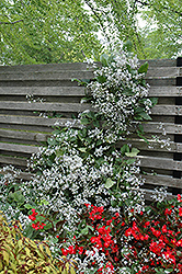 Mrs. Robert Brydon Clematis (Clematis x jouiniana 'Mrs. Robert Brydon') at Lakeshore Garden Centres