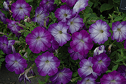 Flash Mob Bluerific Petunia (Petunia 'Flash Mob Bluerific') at Lakeshore Garden Centres