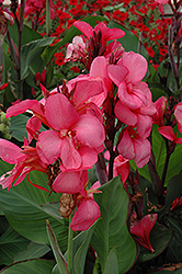 Cannova Rose Canna (Canna 'Cannova Rose') at Lakeshore Garden Centres