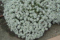 Clear Crystal White Sweet Alyssum (Lobularia maritima 'Clear Crystal White') at A Very Successful Garden Center