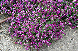 Clear Crystal Purple Shades Sweet Alyssum (Lobularia maritima 'Clear Crystal Purple Shades') at Mainescape Nursery
