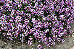 Clear Crystal Lavender Shades Sweet Alyssum (Lobularia maritima 'Clear Crystal Lavender Shades') at The Mustard Seed