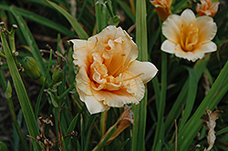 Longfield's Kitten Daylily (Hemerocallis 'Longfield's Kitten') at Lakeshore Garden Centres