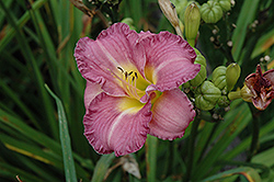 Entrapment Daylily (Hemerocallis 'Entrapment') at Peter Knippel Garden Centre
