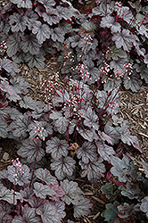 Carnival Rose Granita Coral Bells (Heuchera 'Rose Granita') at Peter Knippel Garden Centre