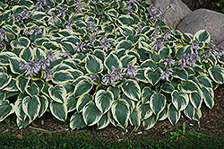 First Frost Hosta (Hosta 'First Frost') at Peter Knippel Garden Centre