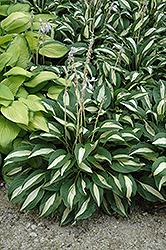 Lemon Juice Hosta (Hosta 'Lemon Juice') at Lakeshore Garden Centres