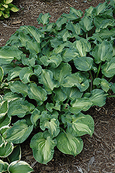 Golden Meadows Hosta (Hosta 'Golden Meadows') at Lakeshore Garden Centres