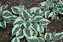 Great Escape Hosta (Hosta 'Great Escape') at Lakeshore Garden Centres