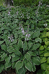 Ming Treasure Hosta (Hosta 'Ming Treasure') at Lakeshore Garden Centres