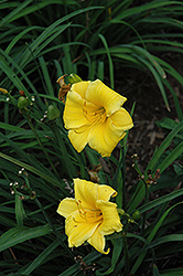 Platinum Palette Buttercup Babies Daylily (Hemerocallis 'Platinum Palette Buttercup Babies') at Lakeshore Garden Centres