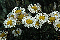 Realflor Real Neat Shasta Daisy (Leucanthemum x superbum 'Real Neat') at Lakeshore Garden Centres