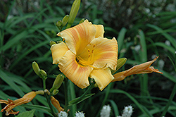 Orange Flurry Daylily (Hemerocallis 'Orange Flurry') at Lakeshore Garden Centres