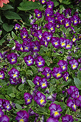 Halo Violet Pansy (Viola cornuta 'Halo Violet') at Lakeshore Garden Centres