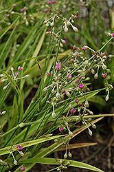 Morning Glory Spiderwort (Tradescantia rosea 'Morning Glory') at Lakeshore Garden Centres