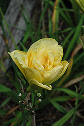 Yellow Submarine Daylily (Hemerocallis 'Yellow Submarine') at Lakeshore Garden Centres