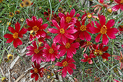 Main Street Tickseed (Coreopsis verticillata 'Main Street') at Lakeshore Garden Centres