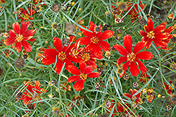 Broad Street Tickseed (Coreopsis verticillata 'Broad Street') at Lakeshore Garden Centres
