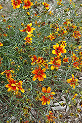 Sunset Strip Tickseed (Coreopsis verticillata 'Sunset Strip') at Lakeshore Garden Centres