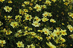 Full Moon Tickseed (Coreopsis 'Full Moon') at Lakeshore Garden Centres