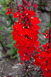 Vulcan Red Lobelia (Lobelia 'Vulcan Red') at Lakeshore Garden Centres