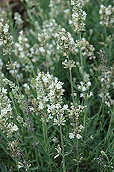 Ellagance Snow Lavender (Lavandula angustifolia 'Ellagance Snow') at Lakeshore Garden Centres