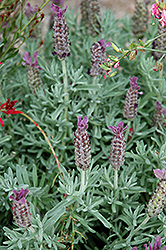Bright Luxurious Lavender (Lavandula stoechas 'Bright Luxurious') at Lakeshore Garden Centres