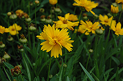 Sun Up Tickseed (Coreopsis grandiflora 'Sun Up') at Lakeshore Garden Centres