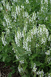 Lyrical White Meadow Sage (Salvia nemorosa 'Florsalwhite') at Lakeshore Garden Centres