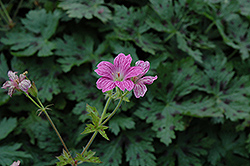 Miss Heidi Cranesbill (Geranium x oxonianum 'Miss Heidi') at Lakeshore Garden Centres