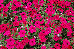 Tidal Wave Cherry Petunia (Petunia 'Tidal Wave Cherry') at Lakeshore Garden Centres