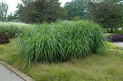 Andante Maiden Grass (Miscanthus sinensis 'Andante') at Lakeshore Garden Centres