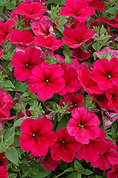 Easy Wave Berry Velour Petunia (Petunia 'Easy Wave Berry Velour') at A Very Successful Garden Center