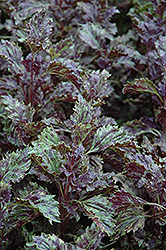 Red Frills Basil (Ocimum basilicum 'Red Frills') at Lakeshore Garden Centres