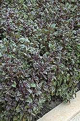 Red Frills Basil (Ocimum basilicum 'Red Frills') at Lakeshore Garden Centres