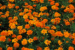 Durango Tangerine Marigold (Tagetes patula 'Durango Tangerine') at Lakeshore Garden Centres