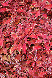 Marquee Box Office Bronze Coleus (Solenostemon scutellarioides 'Balmarqonz') at Lakeshore Garden Centres