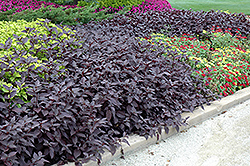 Purple Knight Alternanthera (Alternanthera dentata 'Purple Knight') at Lakeshore Garden Centres