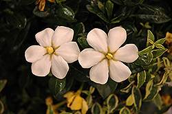 ScentAmazing Gardenia (Gardenia jasminoides 'Leetwo') at Lakeshore Garden Centres