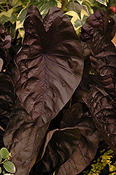 Puckered Up Elephant Ear (Colocasia esculenta 'Puckered Up') at Lakeshore Garden Centres