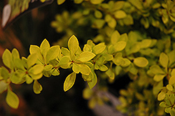 Sunjoy Citrus Japanese Barberry (Berberis thunbergii 'Koren') at Lakeshore Garden Centres