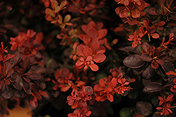 Sunjoy Mini Salsa Japanese Barberry (Berberis thunbergii 'Mimi') at Lakeshore Garden Centres