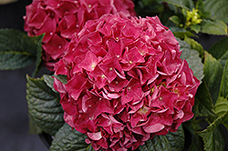 Grateful Red Hydrangea (Hydrangea macrophylla 'McKRed') at Lakeshore Garden Centres