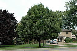 Autumn Purple White Ash (Fraxinus americana 'Autumn Purple') at Lakeshore Garden Centres