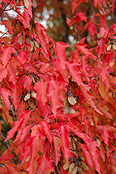 Amur Maple (tree form) (Acer ginnala '(tree form)') at Golden Acre Home & Garden