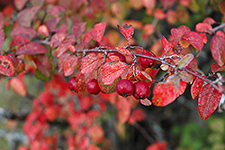 European Cotoneaster (Cotoneaster integerrimus) at Lakeshore Garden Centres
