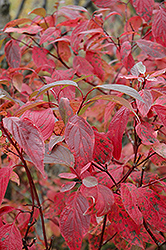 Red Osier Dogwood (Cornus sericea) at A Very Successful Garden Center